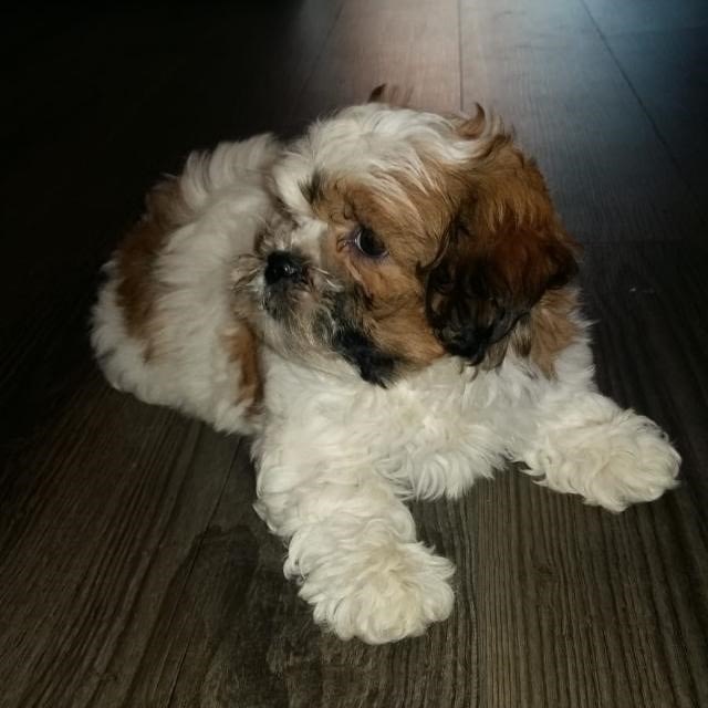 puppy-diva